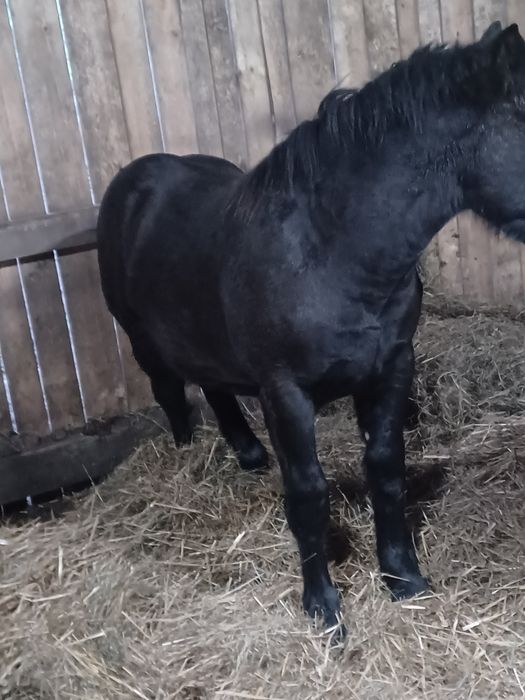 Ogierek zimnokrwisty