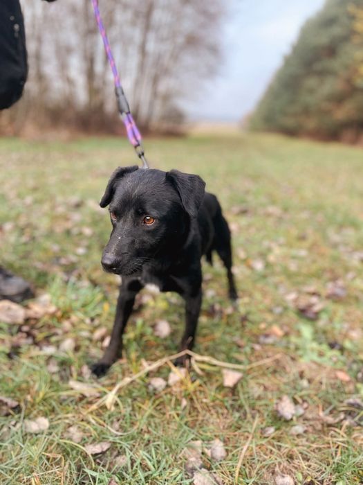 Cudny samczyk Chrupek 2 latka