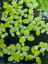 Pistia roślinka akwariowa