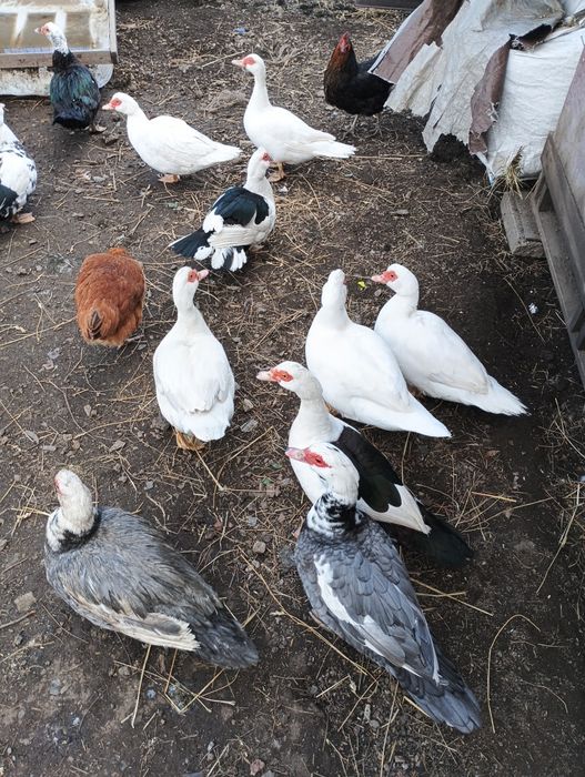 Sprzedam kaczki francuskie