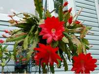 Lindo epiphyllium