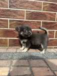 Mini szczeniaczek chihuahua niebieski długowłosy