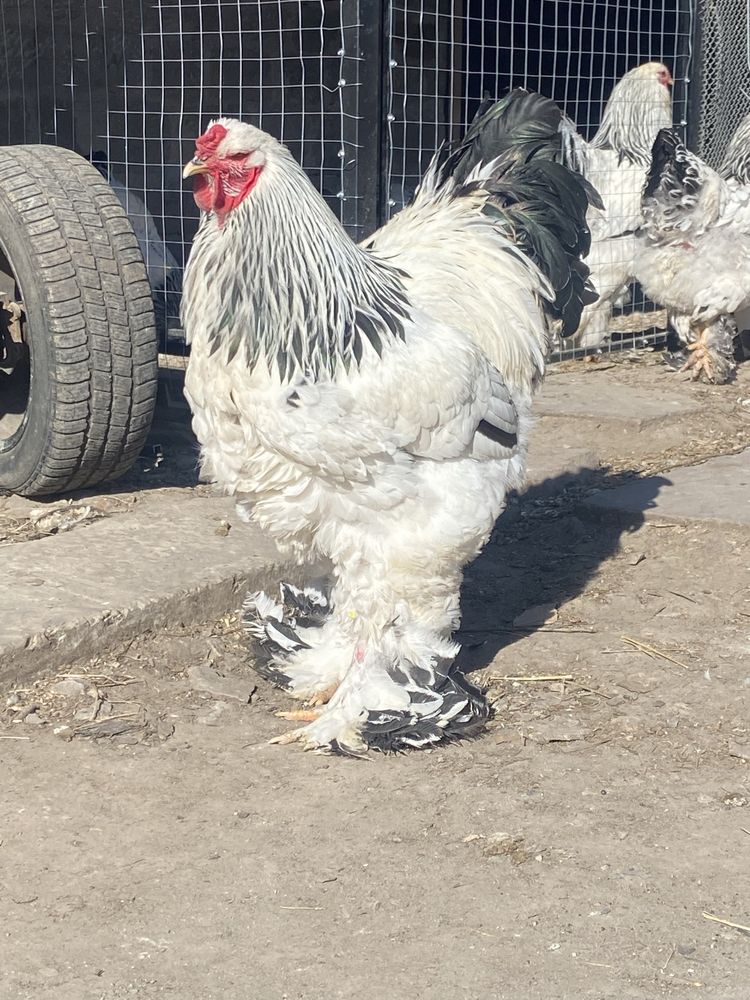 Інкубаційне яйце