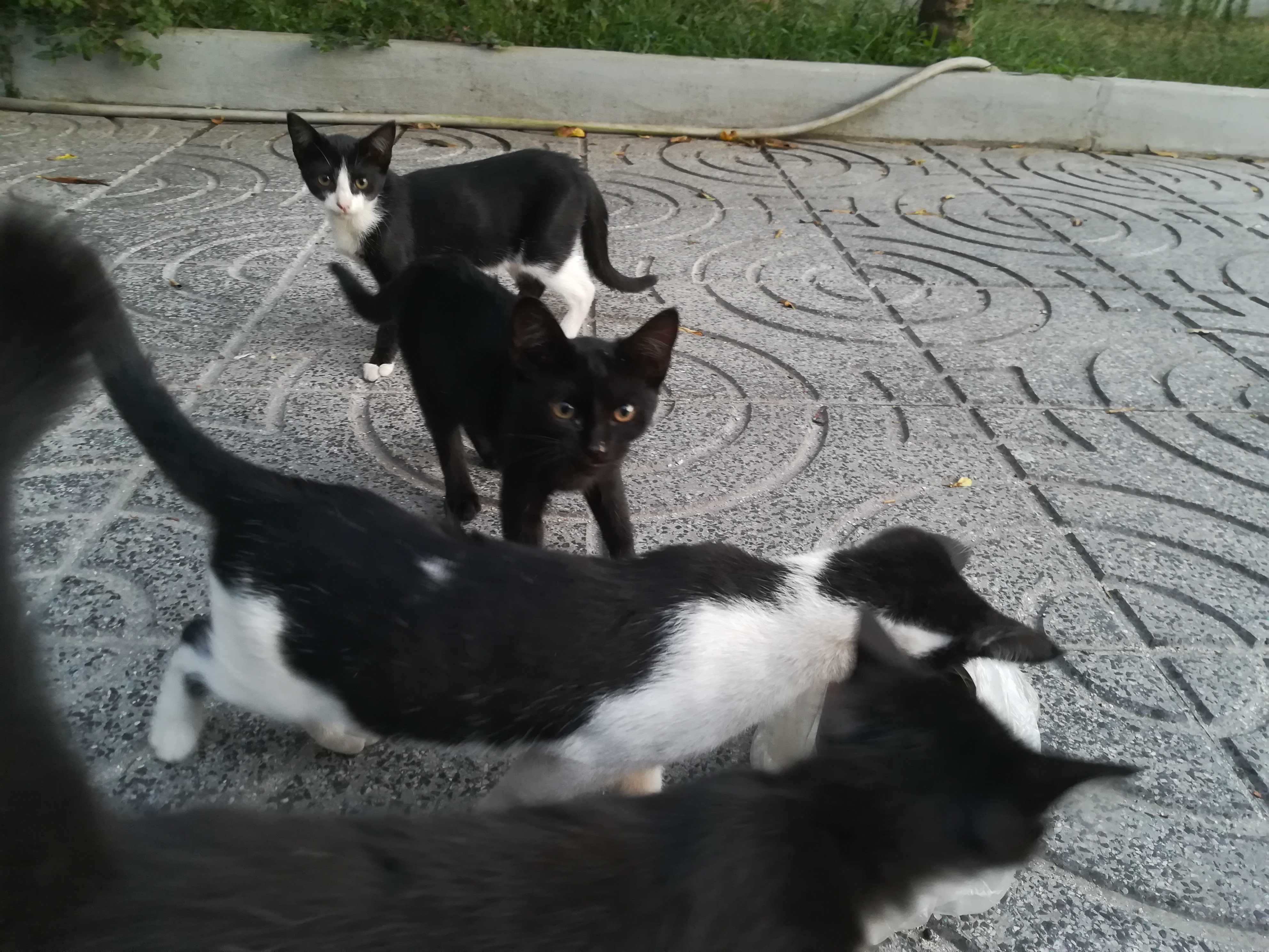 Gatinhos 3 meses - Adopção