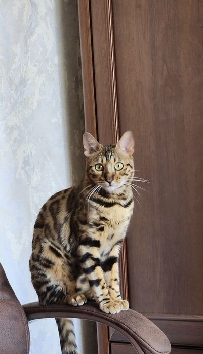 Бенгальські кошенята