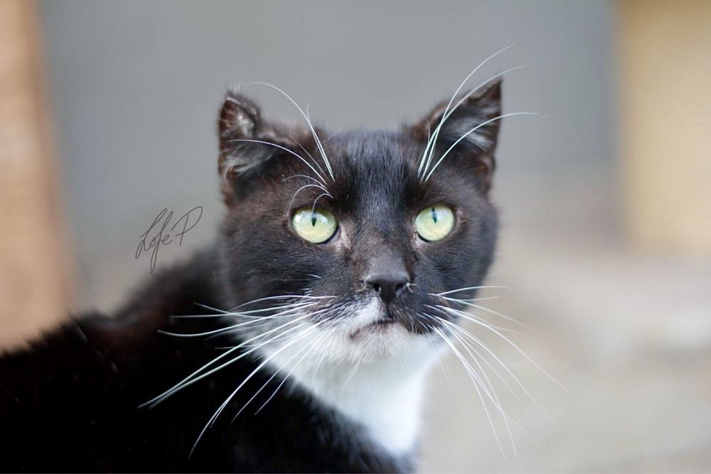 Kochana, spokojna i przyjacielska Czarna czeka na dom!