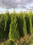 Tuja szmaragd thuja smaragd