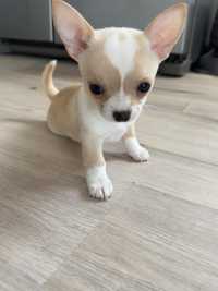 Chihuahua dziewczynka INESS