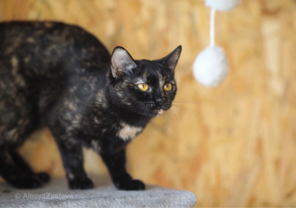Красотка Галатея, 8 мес, шикарная кошка