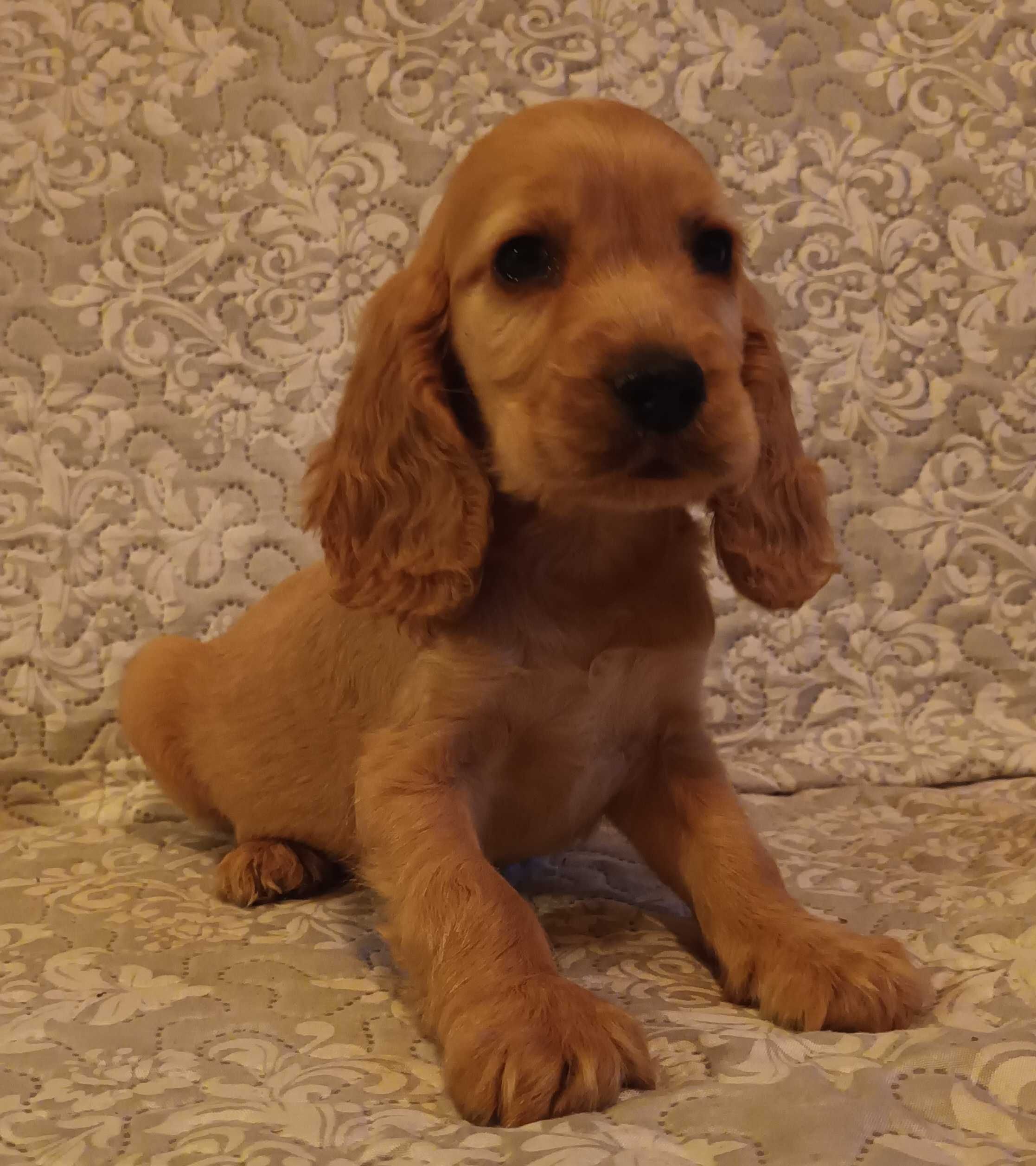 Cocker spaniel szczeniak gotowy do odbioru