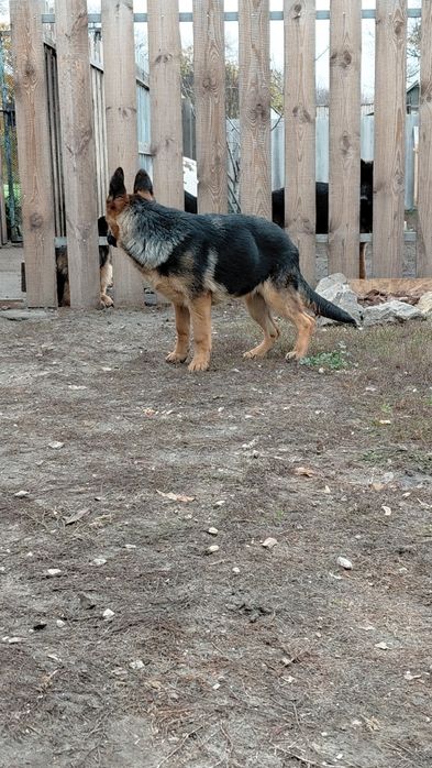 Подрощенные щенки немецкой овчарки