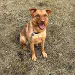 Urocza, delikatna Sara do adopcji