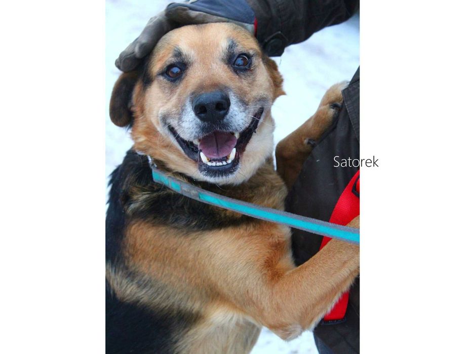 Satorek - pozytywnie nastawiony do świata, może zamieszkać z psami