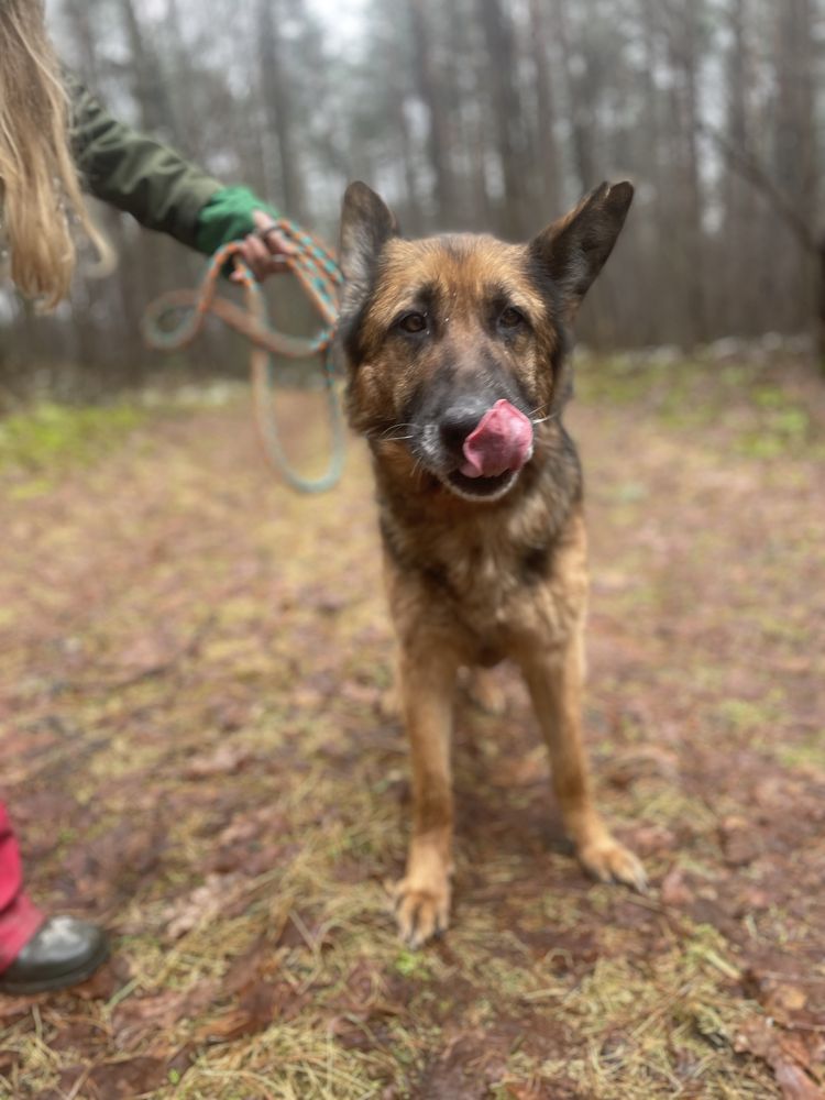 Liszka poleca się do adopcji!