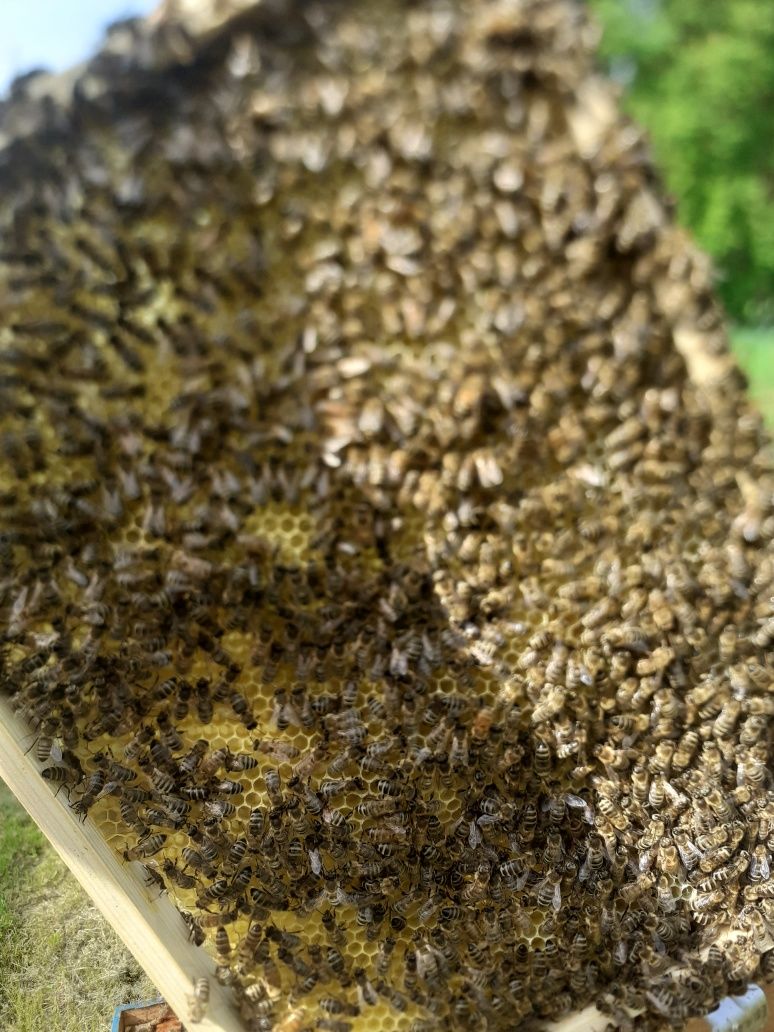 Sprzedam odklad pszczeli