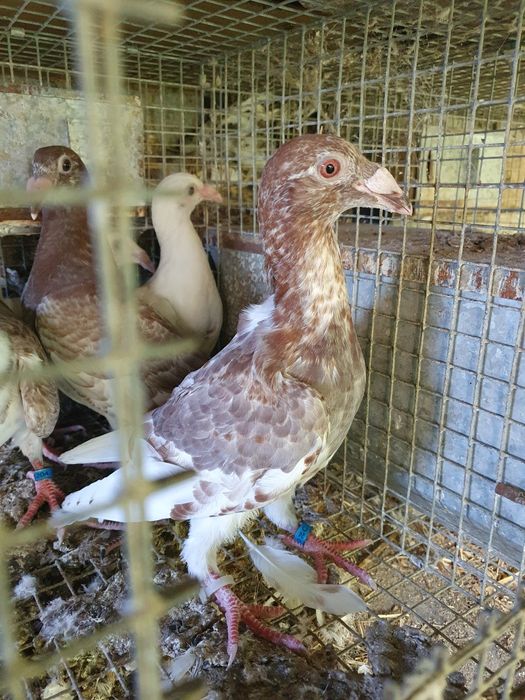 Rzeszowskie i inne sprzedam