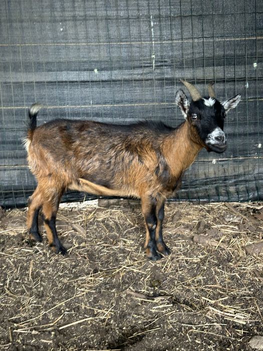 Vendo cabrita anã femea (3 anos) . Aceito troca por macho.