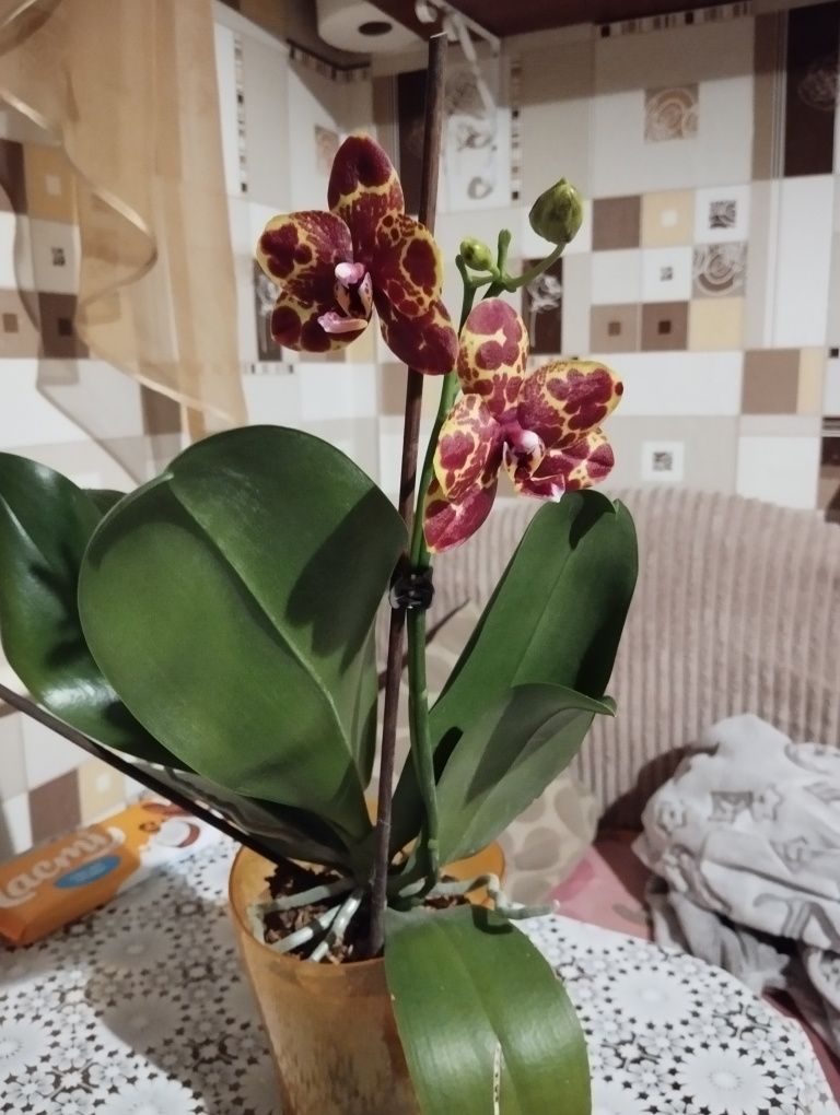 Орхідея азіатська
