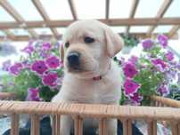 Labrador Retriever szczenie Wspaniałej Budowy Po ojcu pochodzenia FCI