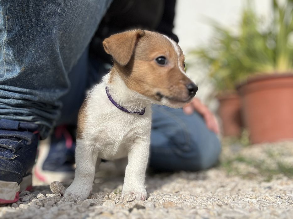 Jack Russel Terrier  macho pelo curto com registo e afixo
