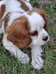 Cavalier King Charles Spaniel ..