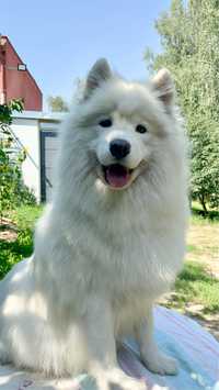 Samoyed samojed szczenięta LATO 2024