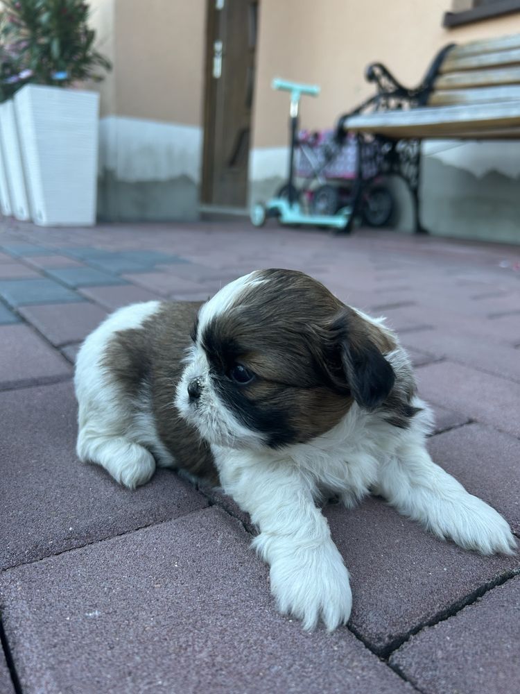 Shih tzu         .