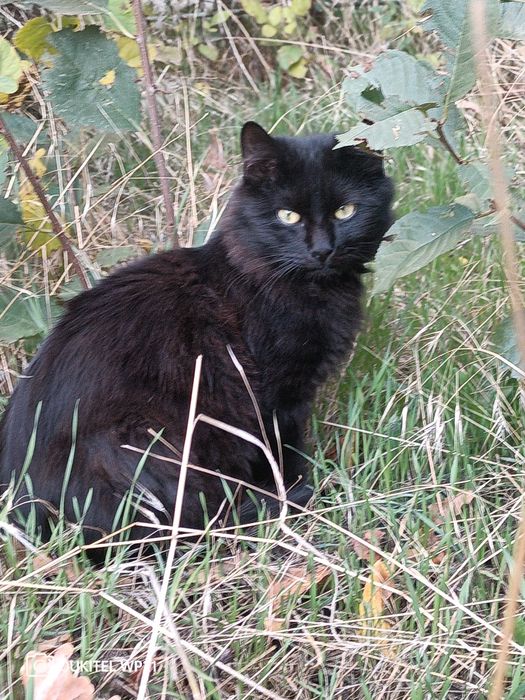 Кошеня у добрі руки