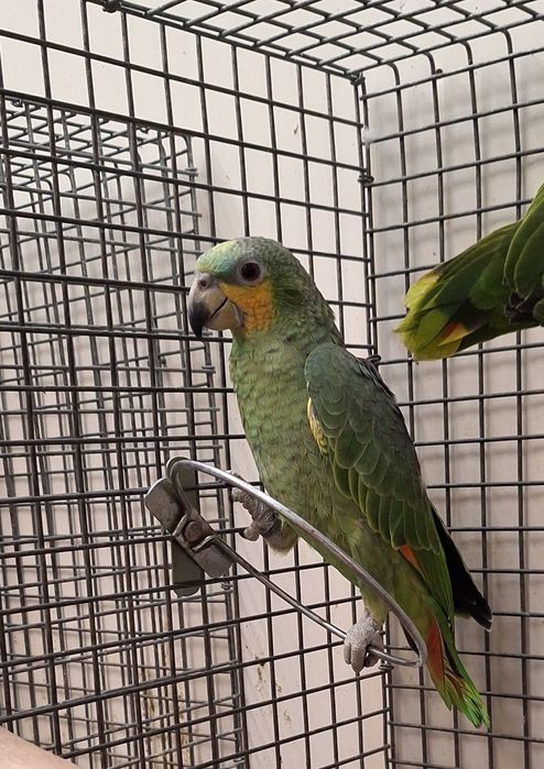 Papagaios amazona amazónica