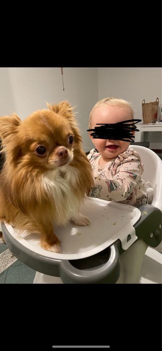 Reproduktor chihuahua