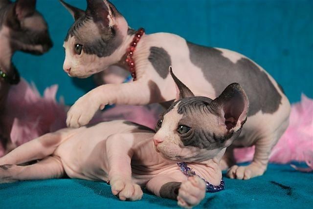 Sphynx Sfinks * Śliczny Kocio • do odbioru Kastrat • Wawa & Sosnowiec