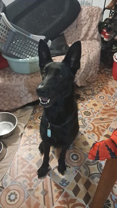 Cadela para adoção com urgencia