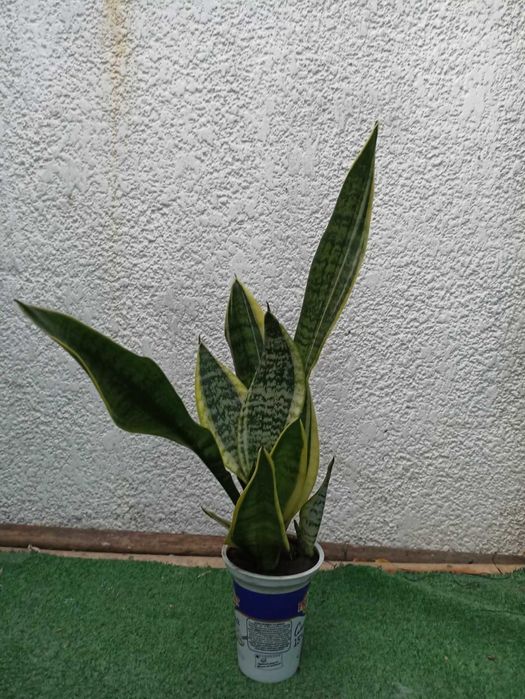 сансевиерия  обмен