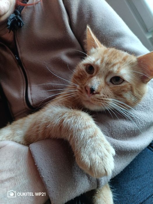 Кошеня у добрі руки