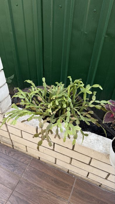 Растение комнатное Рождественник