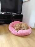 Za darmo Golden retriever suczka