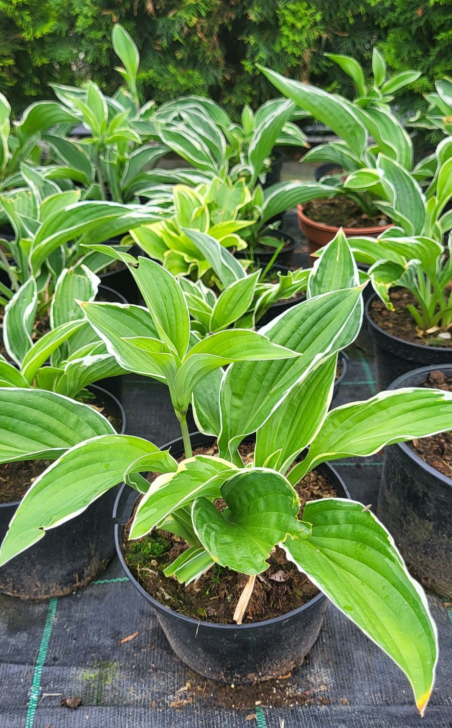 Hosta, funkia sadzonka 5 sztuk