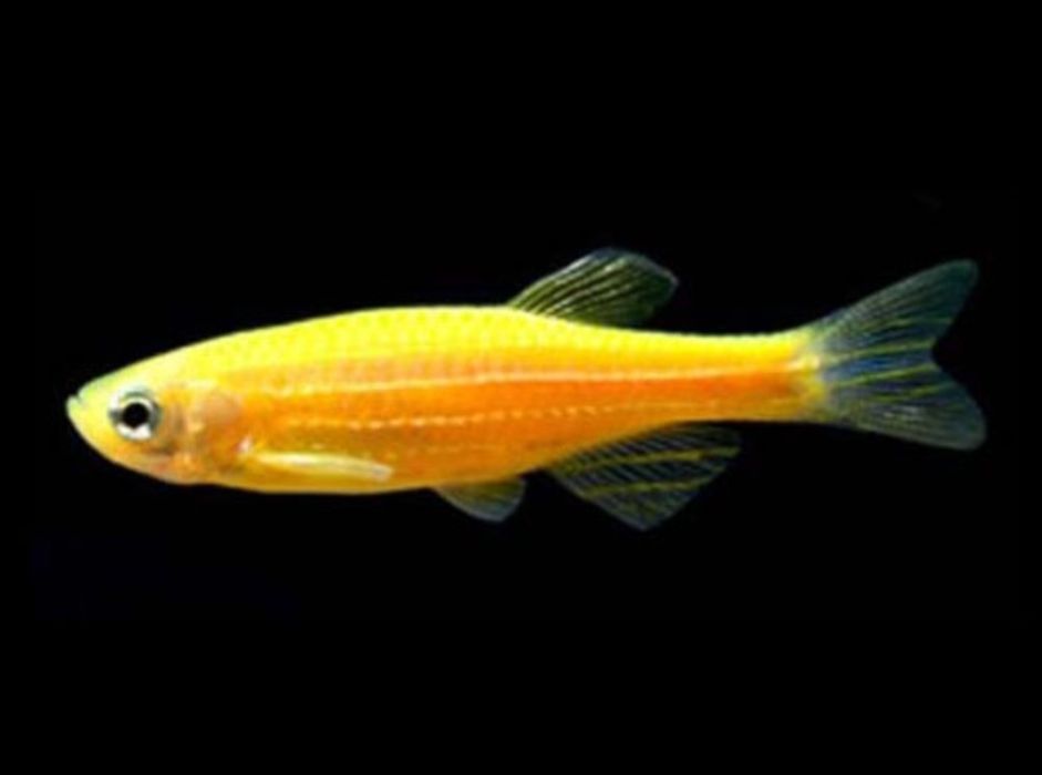 Rybki ryby danio kolorowe, akwariowe, weloniaste