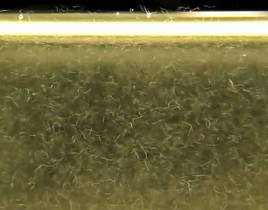 Enguias do Vinagre / Microvermes de Aveia - alimento vivo - peixes