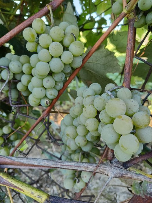 Sprzedam winogron