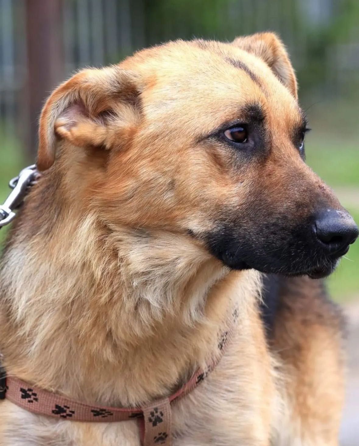 Macho - do adopcji