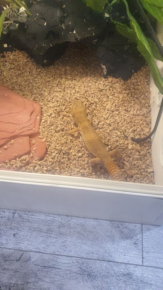 Gekon lamparci sprzedam