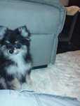 Spitz alemão anão fêmea (Lulu da pomerânia) 3 meses
