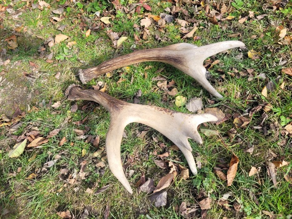 Poroże jelenia myłkus para