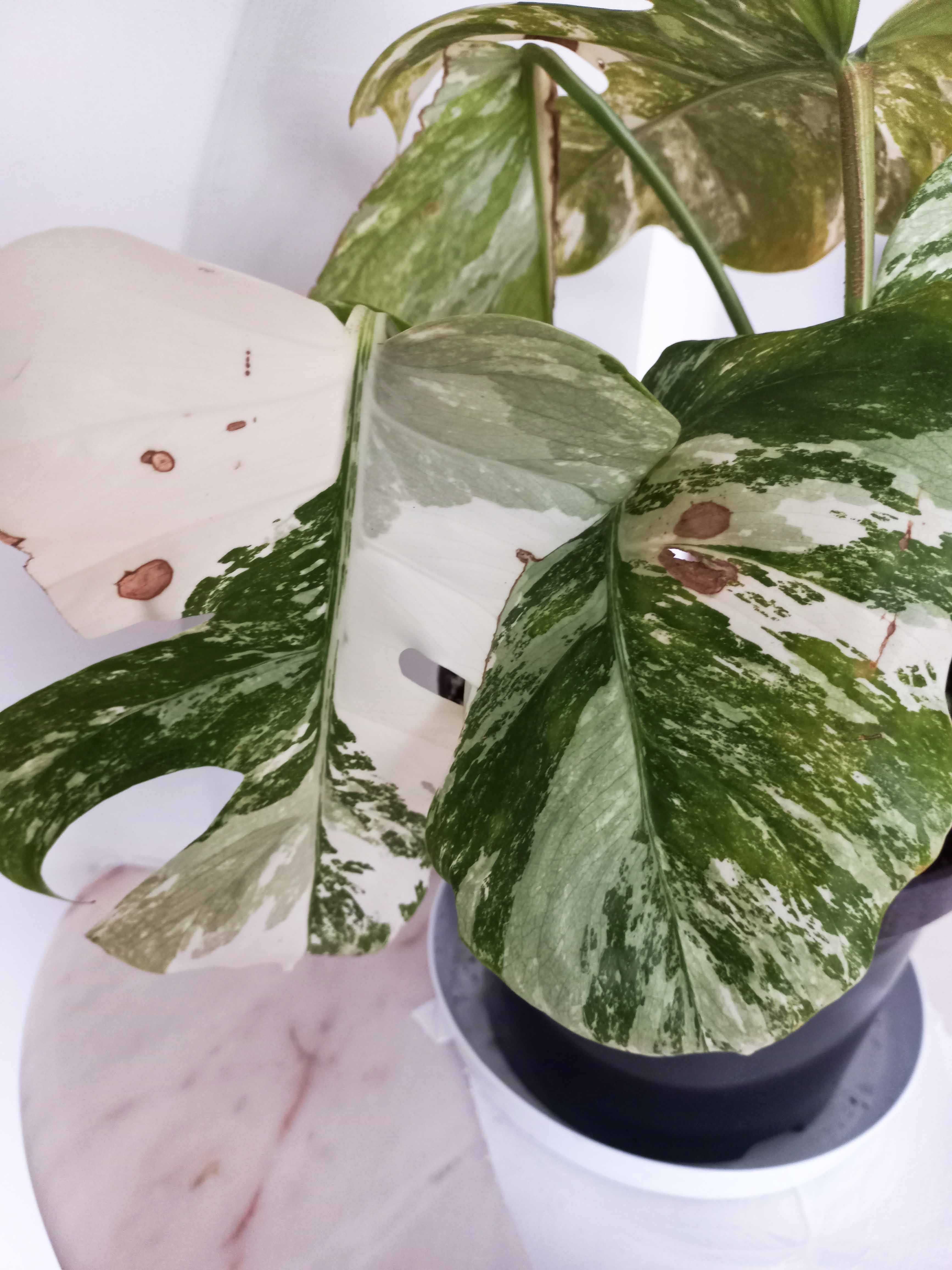 Monstera variegata – 6 sadzonek z dużymi korzeniami w jednej doniczce