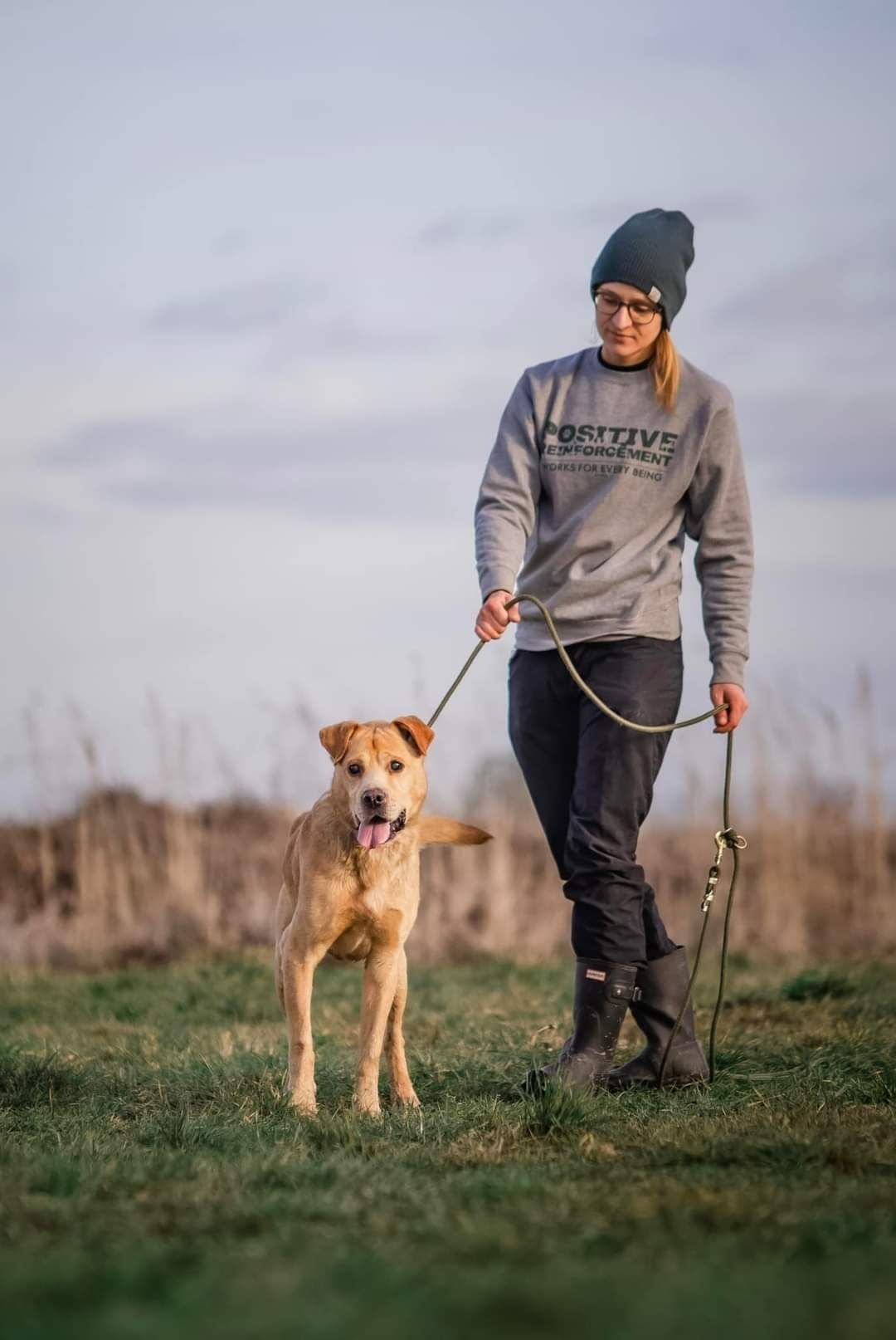 Radosny beżowy psiak w typie labradora szuka domus