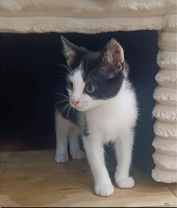 Kotki szukaja fajnego domku