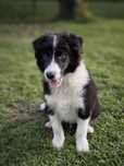 Border collie ZKWP FCI piesek