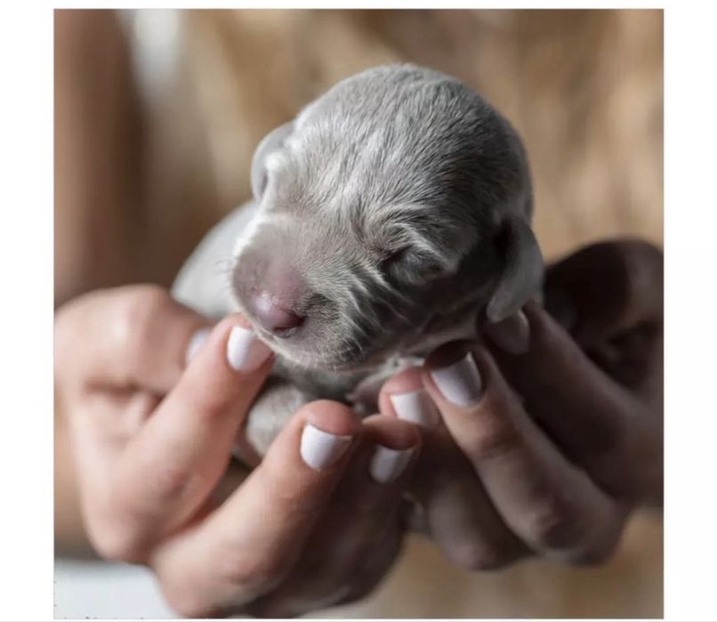 Weimaraner para venda