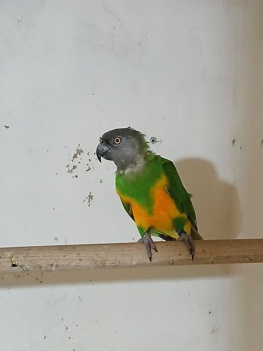 Papagaio do Senegal